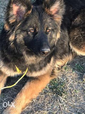 Pure long coat female german shafard GSD black