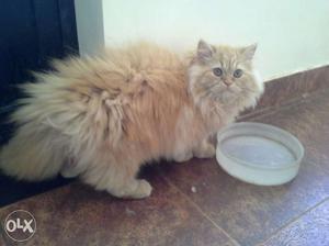 Pure persian female home breed, Doll face, Double