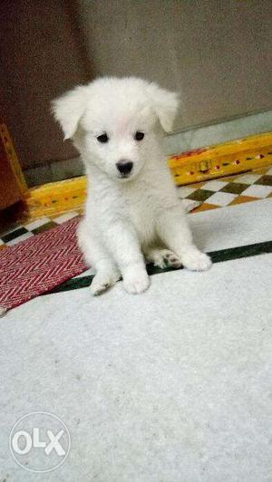 Pure pomernian male available