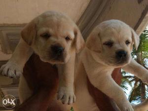 Pure show quality puppies available limited
