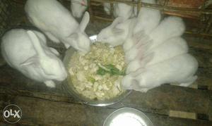 Pure white rabbit...a pair of rabbit rs:-300