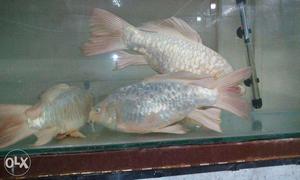 Quality fishes for sale AND ALL ACCESSORIES