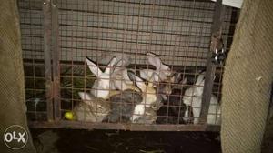 Rabbit bunnies pair each pair is five hundred
