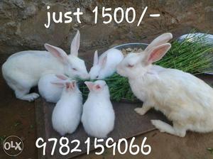 Rabbit family in just /-