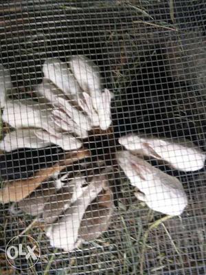 Rabbit's For Sale with cages 40 rabbits