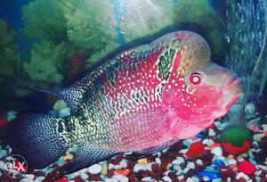 Red And Black Flowerhorn Chiclid