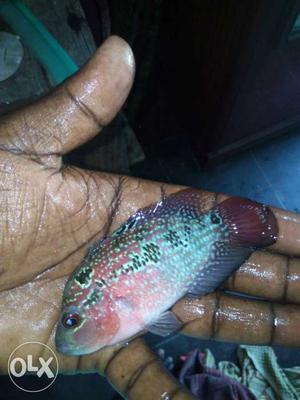 Red And Blue Flowerhorn Cichid