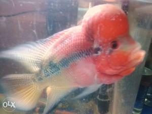 Red And Gold Flowerhorn Fish