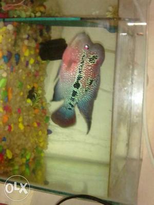 Red And Green Flowerhorn Fish