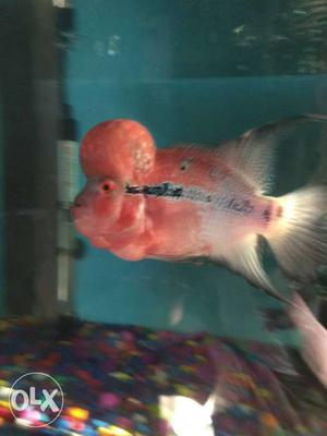 Red And Silver Flowerhorn