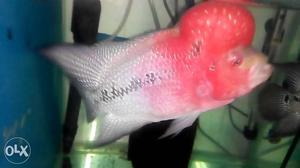 Red, Gray, And Black Flowerhorn Cichlid
