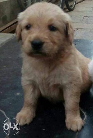 Reliable Golden retreiwer Puppies for sale