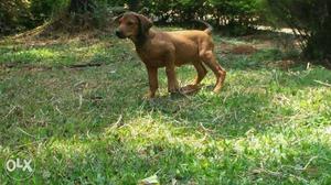 Rhodesian Ridgeback champion lineage puppy
