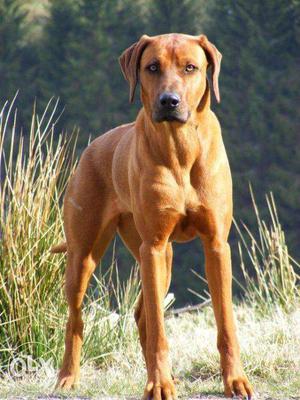 Rhodesian ridgeback breed puppies from famous lines