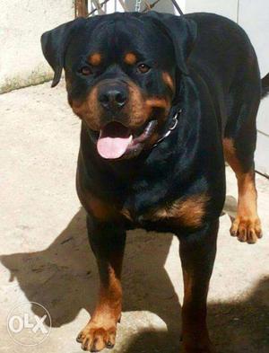 Rott, Lebra Only For Meting And Cross
