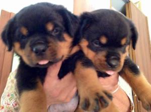 Rott puppy show line very price available