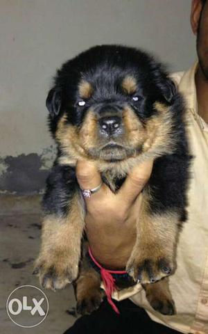 Rottviller puppy, original breed, Mithapur,