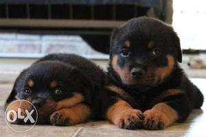 Rottweiler Female puppy very Heavy available at Mr. Dog