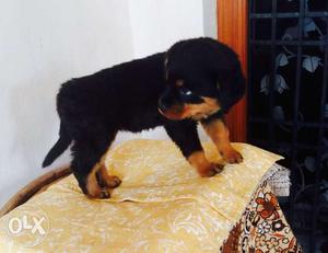 Rottweiler Puppy's with KCI certificate