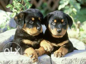 Rottweiler heavy bone Puppie male and female FOR SELL OXFORD