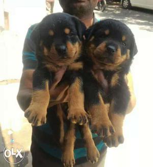 Rottweiler male puppies available male 