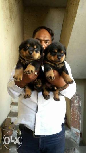 Rottweiler puppies available all breeds dog