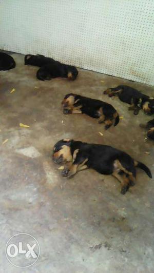 Rottweiler puppy available
