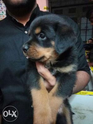 Rottweiler sweet 100%pure puppies in Jaipur call Mr. Dog