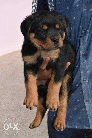 Rottweiller female pups available with