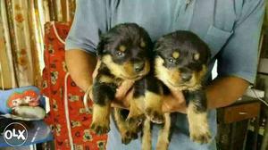 Rottwieler Champion line pups available