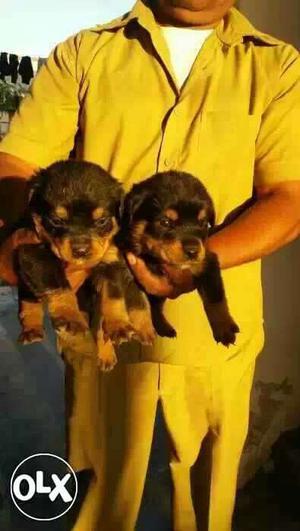 Rottwieler blood Champion line puppies available