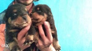 Rottwiller Two Brown And Black Coated Puppies for sell