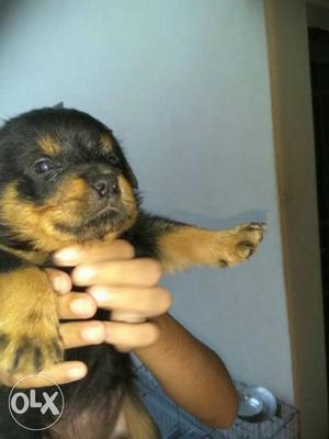 Rotwelr male and female pups