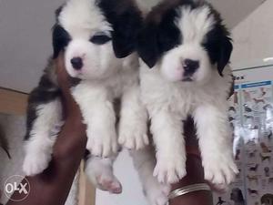 STAR KENNEL=Excellent Champion Breed St Bernard puppies for