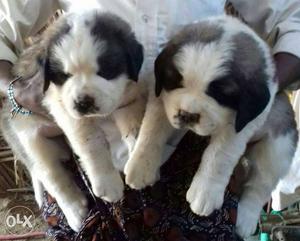 Saint Bernard puppies