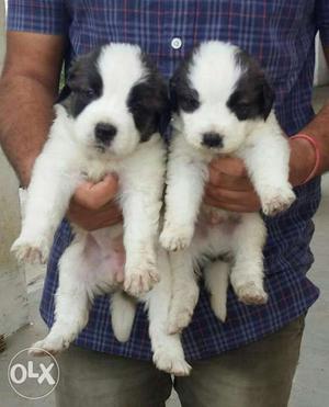 Saint Bernard puppy available