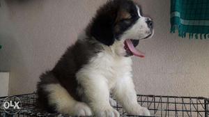 Saint bernard puppies available for sales