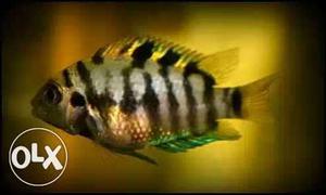 Sale!!CONVICT CICHLID for 70/pair. Small