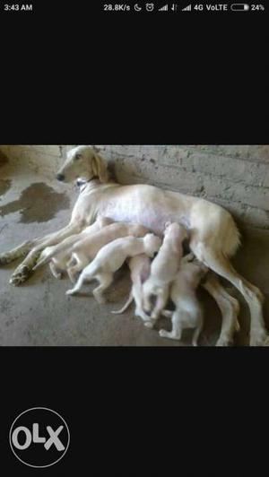 Saluki Puppies For Sale