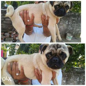 Sell Live Pug Male Pup 04 Mts Old No Advance