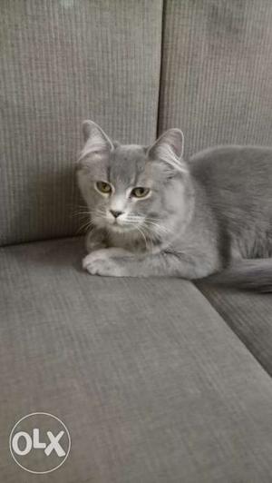 Selling our grey colour persian cat