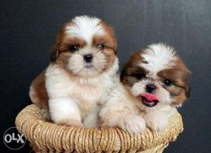 Shih tzu puppies pure exotic show quality we also OXFORD