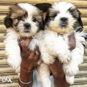 Shintzu beautiful and charming puppies available