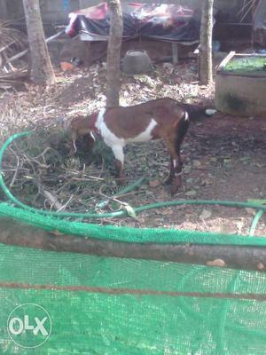 Shirohi goat. 4 month pregnant