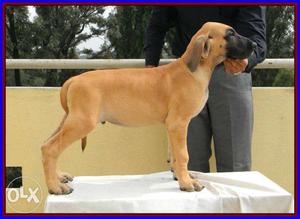 Short Coated Brown And Black Dog