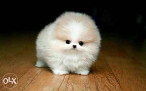 Short Pomeranian puppies avable this quality