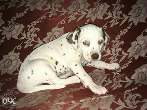 Show quality Dalmatian puppy sell