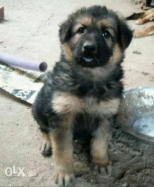 Show quality German Shepherd puppy available. l