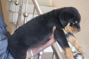 Show quality Rottweiler puppies Available for sales