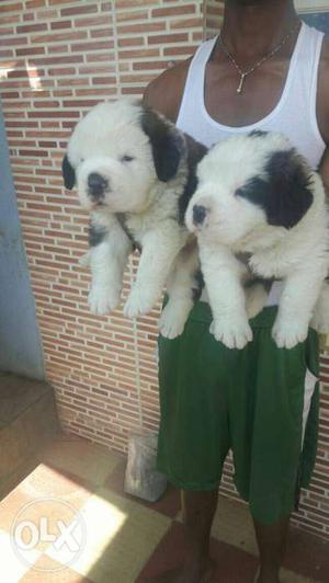 Show quality Saint Bernard Puppies
